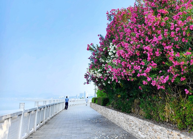 滨江步道花满蹊